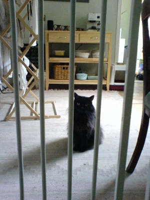 Cleo the cat behind dog gate