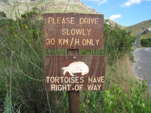Walk in Ferkloof - Tortoises have right of way